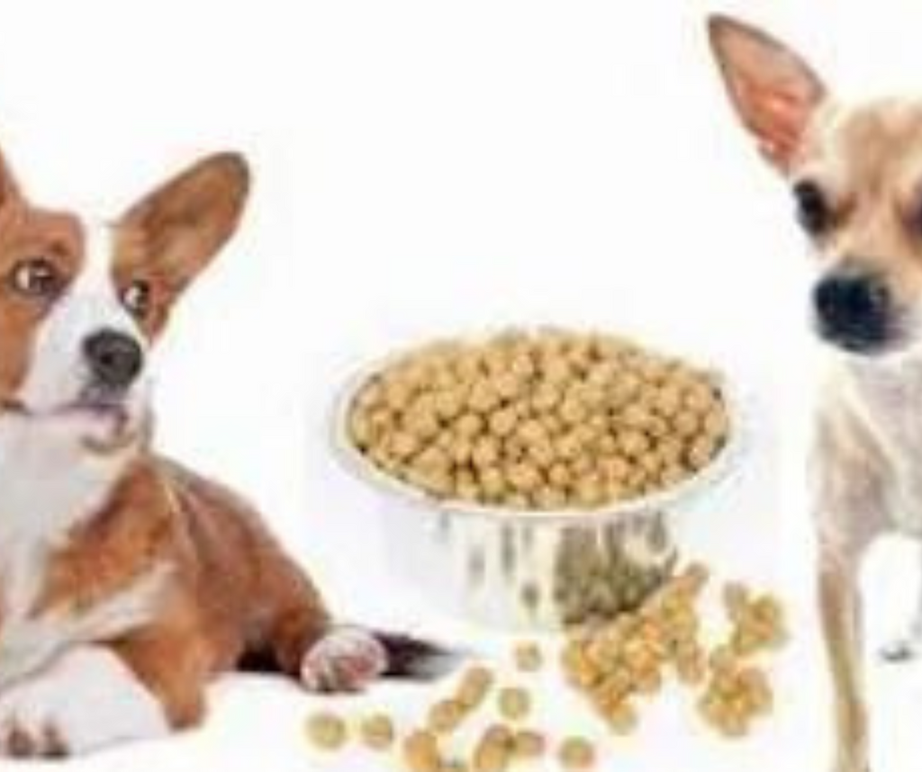 What are the Basic Pet Supplies?